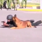 كلاب عسكرية ذكية ومدربة بحرفية